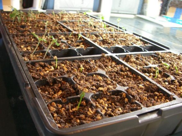 seedstarting_CIMG1797-seedlings4