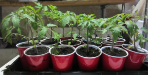 tomatoes_solocups