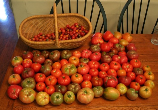 vine_ripened_myth_IMG_2134-tomatoharvest