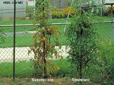 fusarium_tomato_plant_l1