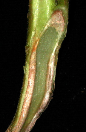 fusarium_tomato_stem