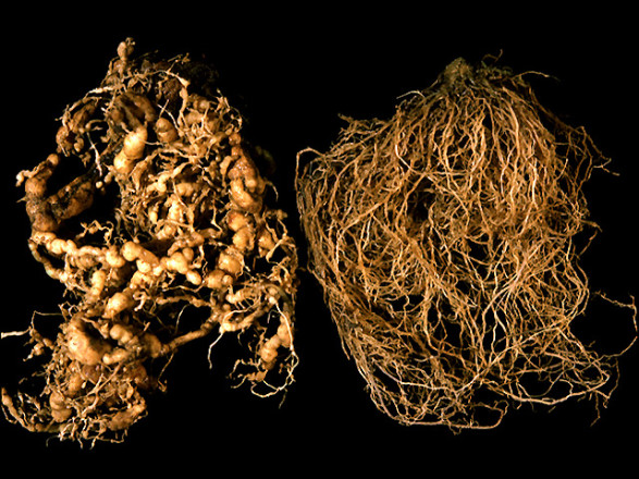 root_knot_nematodes