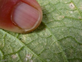 spidermite_egg_closeup_L