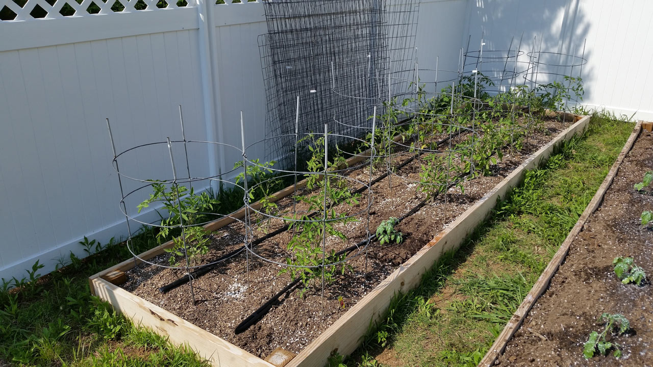 May 25th Update: Ambrosia Corn, 2nd Batch of Tomatoes Planted