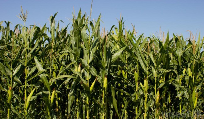 corn-stalks