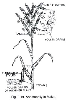 maize_plant_parts